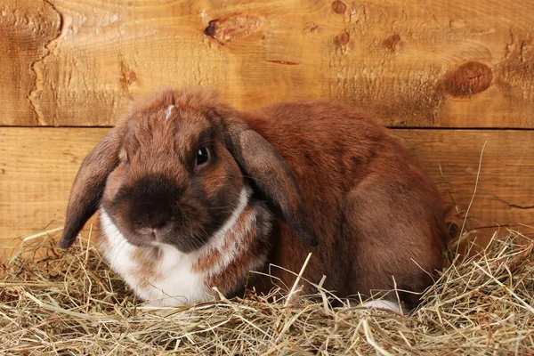 Lop-ušatý králík v kupce sena na dřevěném pozadí — Stock fotografie