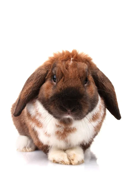Lappenohr-Kaninchen isoliert auf weiß — Stockfoto