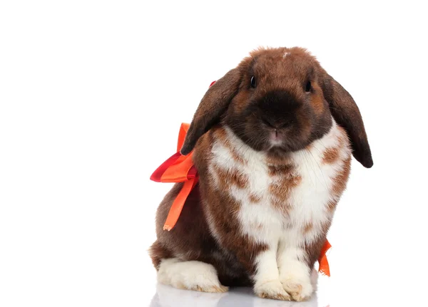 stock image Lop-eared rabbit with red bow isolated on white