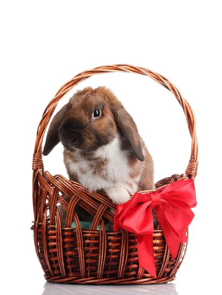 Lop-eared rabbit in a basket with red bow isolated on white — Stock Photo, Image