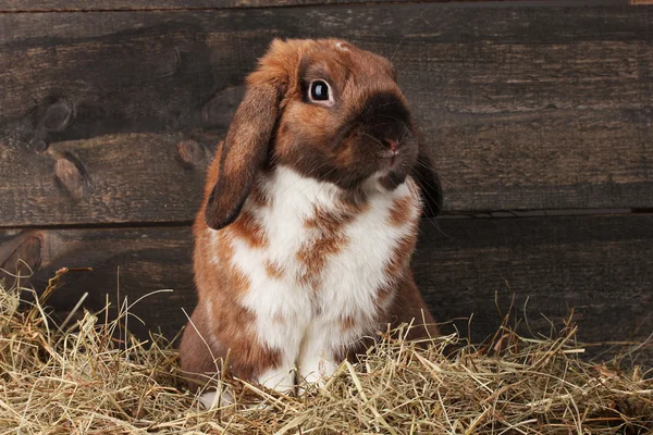 Ahşap arka planda samanlıkta sarkık kulaklı tavşan — Stok fotoğraf