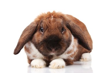 Lop-eared rabbit isolated on white clipart