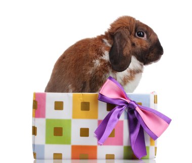 Lop-eared rabbit in a gift box with purple bow isolated on white clipart