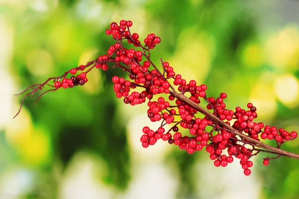 Vacker gren med röda bär på grön bakgrund — Stockfoto