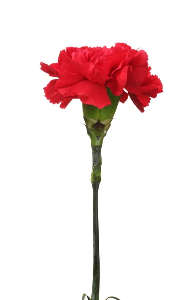 Red carnation isolated on white — Stock Photo, Image