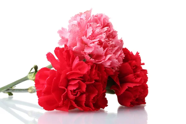 Bouquet of carnations isolated on white — Stock Photo, Image