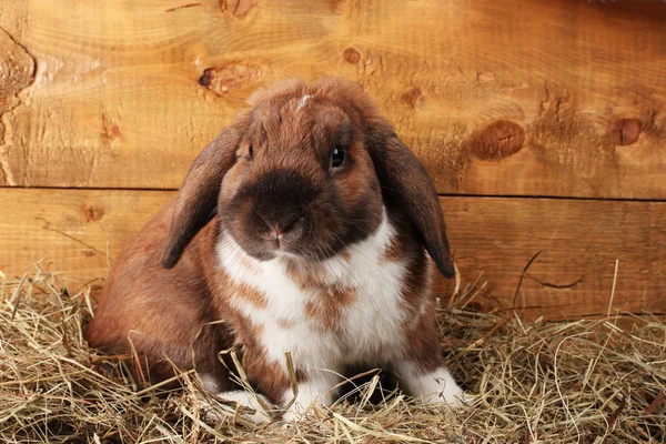 Lop-eared rabbit in a haystack on wooden background — Stock Photo, Image