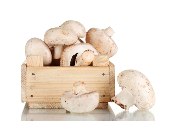 Свежие грибы в деревянной коробке, изолированной на белом — стоковое фото