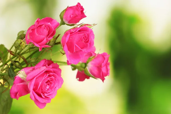 关于绿色小粉红玫瑰 — 图库照片