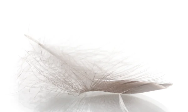 白で隔離される単一のふわふわフェザー — ストック写真