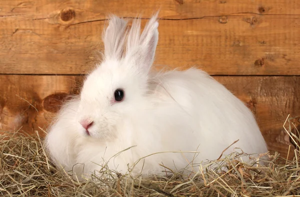 Conejo blanco esponjoso en un pajar sobre fondo de madera —  Fotos de Stock