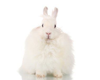 beyaz izole kabarık beyaz tavşan