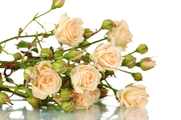 Małe róże na białym tle — Zdjęcie stockowe