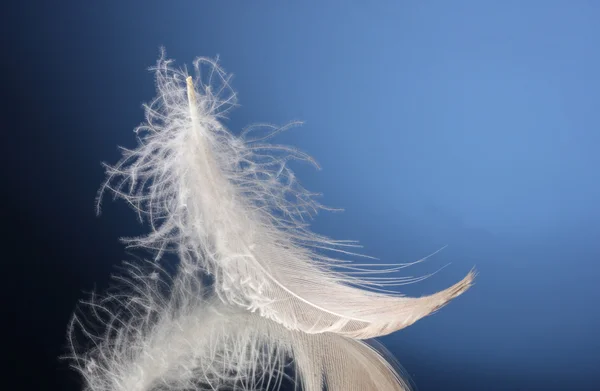 Hermosa pluma sobre fondo azul — Foto de Stock