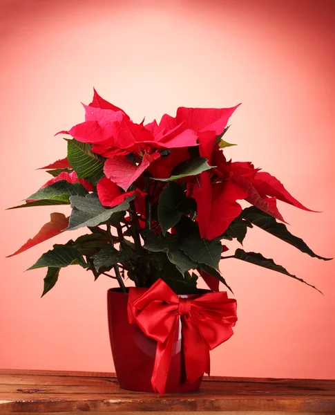 植木鉢赤い背景の上に美しいポインセチア — ストック写真