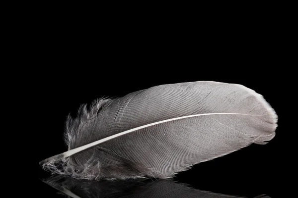 Hermosa pluma sobre fondo negro — Foto de Stock