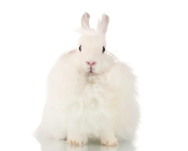 Пухнастий білий кролик ізольований на білому — стокове фото