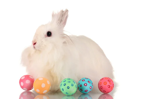 Flauschige weiße Kaninchen mit Eiern isoliert auf weiß — Stockfoto
