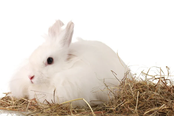 Puszysty biały królik w stogu siana na białym tle — Zdjęcie stockowe