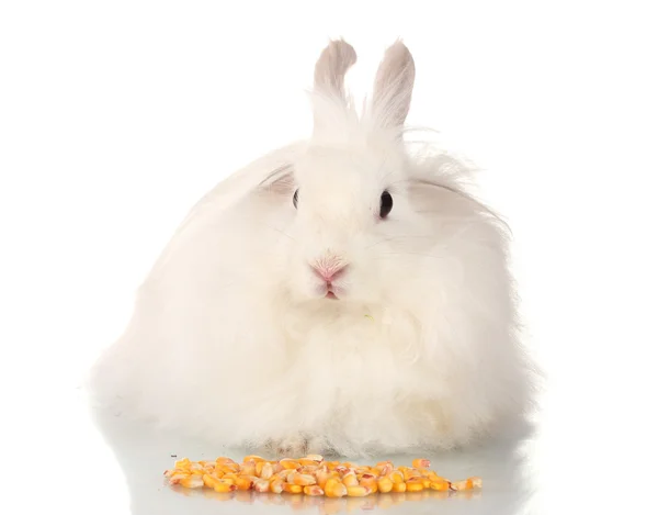 Conejo blanco esponjoso con maíz aislado en blanco —  Fotos de Stock