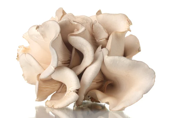 Champignons huîtres isolés sur blanc — Photo