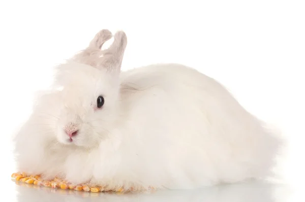 Měkký Bílý králík s kukuřicí izolovaných na bílém — Stock fotografie
