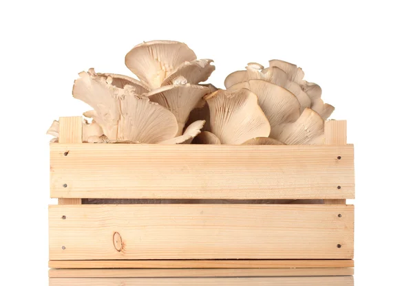Oesterzwammen in houten doos geïsoleerd op wit — Stockfoto
