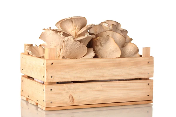 Oyster mushrooms in wooden box isolated on white — Stock Photo, Image