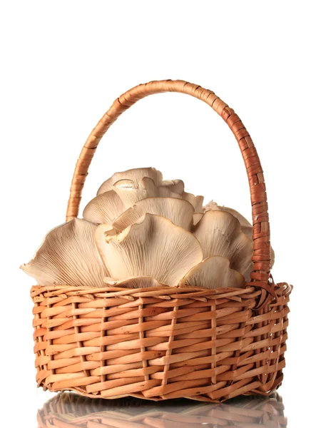 Oyster mushrooms in basket isolated on white — Stock Photo, Image