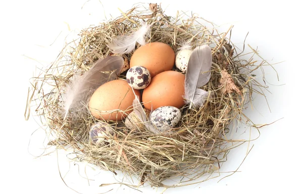 Hühner- und Wachteleier in einem auf weiß isolierten Nest — Stockfoto
