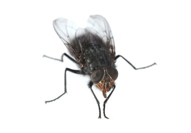 Home-fly isolated on white clipart