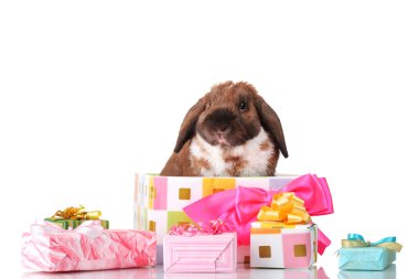 Lop-eared rabbit in a gift box with pink bow isolated on white clipart