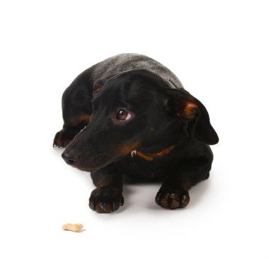 beyaz izole siyah küçük dachshund köpek
