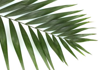güzel palmiye yaprağı üzerinde beyaz izole