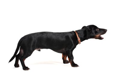 siyah küçük daksund köpek ve kemik üzerinde beyaz izole