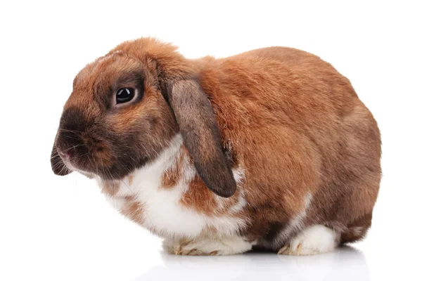 Zběsilého útoku králík izolovaných na bílém — Stock fotografie