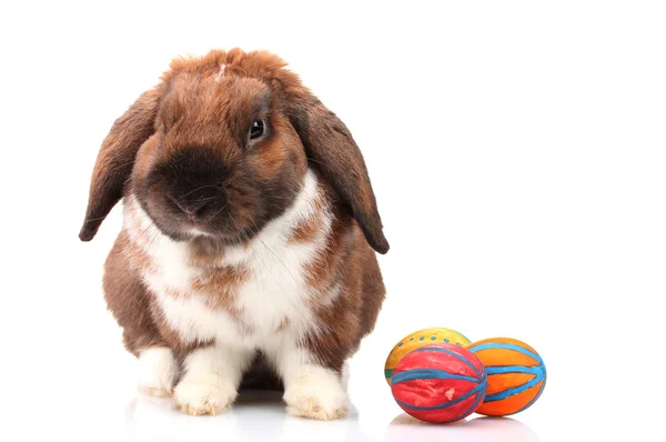 白で隔離される卵とスコティッシュフォールド ウサギ — ストック写真