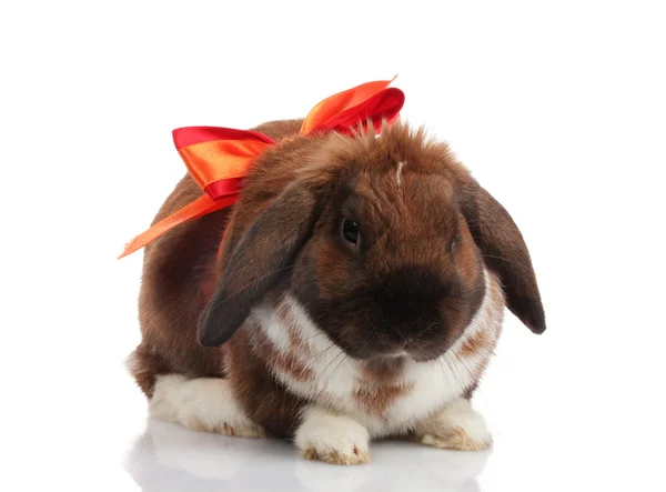 Schlappohr-Kaninchen mit roter Schleife isoliert auf weiß — Stockfoto