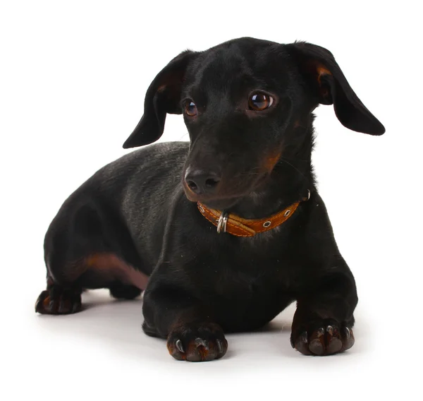 Schwarzer kleiner Dackelhund isoliert auf weißem — Stockfoto