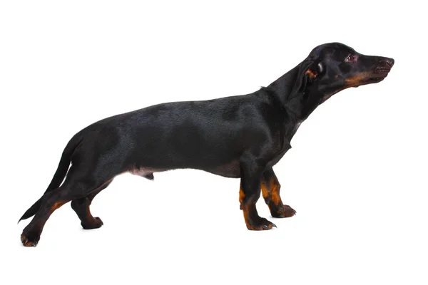 Czarny jamnik pies mały i kości na białym tle — Zdjęcie stockowe