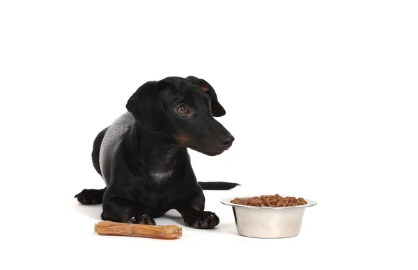 stock image Black little dachshund dog isolated on white