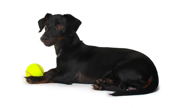 Svart liten Tax hund och bollen isolerad på vit — Stockfoto