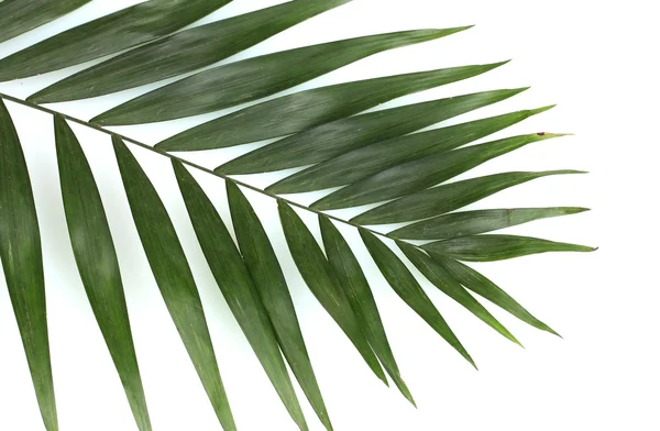 Belle feuille de palmier isolée sur blanc — Photo