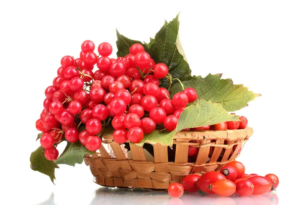 Red berries of viburnum in basket and briar isolated on white — Stock Photo, Image