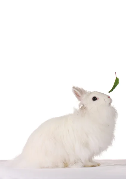 Пушистый белый кролик, изолированный на белом — стоковое фото