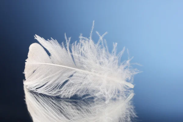 Όμορφη φτερό σε μπλε φόντο — Φωτογραφία Αρχείου