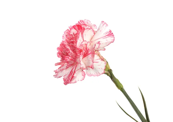 Beautiful carnation isolated on white — Stock Photo, Image