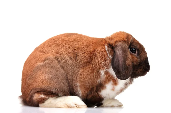 Лопатевий кролик ізольований на білому — стокове фото