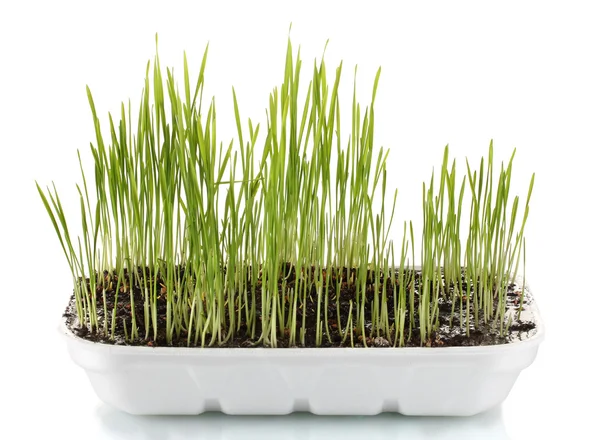 Hierba verde en maceta aislada en blanco — Foto de Stock