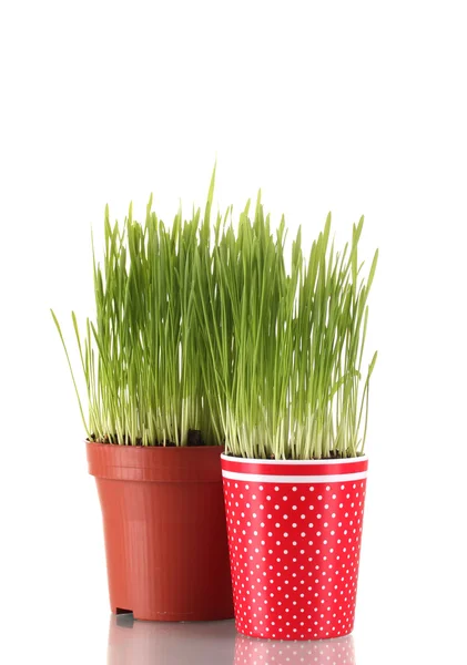 Hierba verde en dos macetas aisladas en blanco —  Fotos de Stock